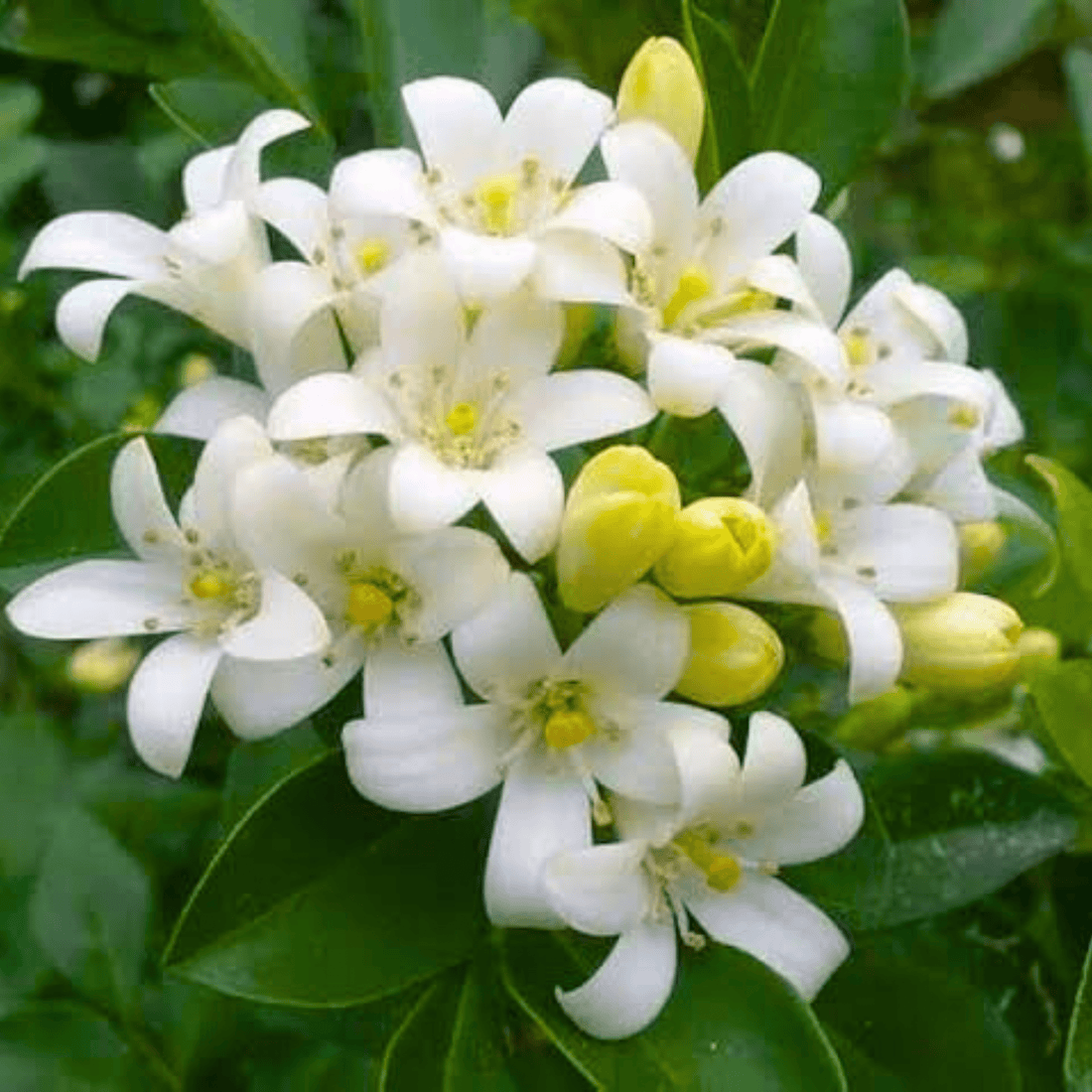 Maramulla (murraya Paniculata) Highly Fragrant Flowering Live Plant 