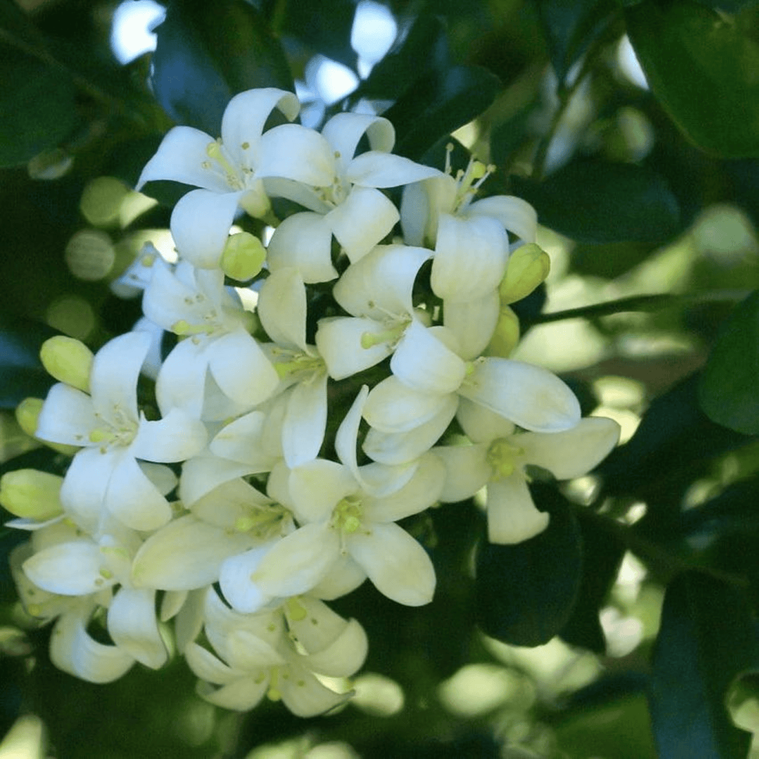 Maramulla (Murraya paniculata) Highly Fragrant Flowering Live Plant