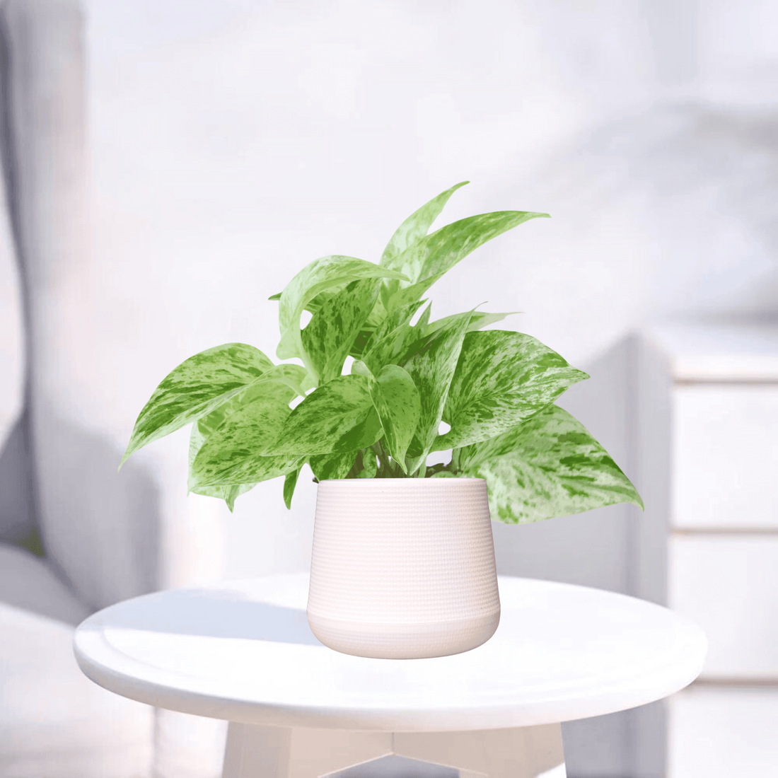 Marble Pothos | Indoor Plant