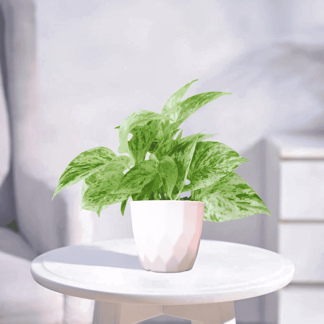 Marble Pothos | Indoor Plant