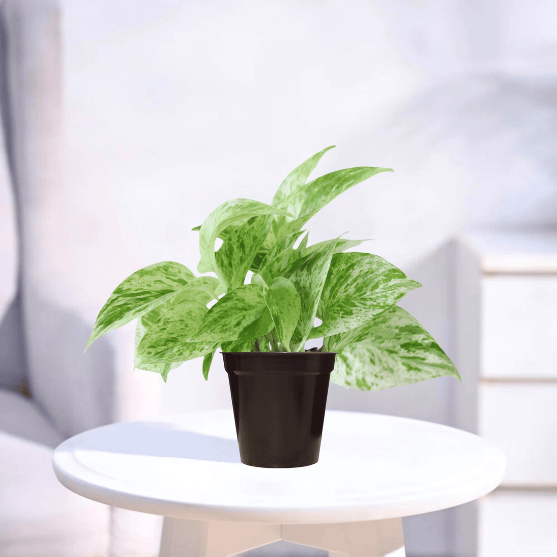 Marble Pothos | Indoor Plant