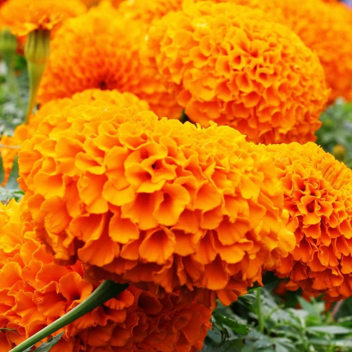 Orange Marigold (Tagetes erecta) All Time Flowering Live Plant