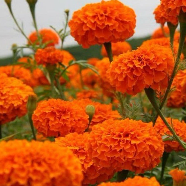 Orange Marigold (Tagetes erecta) All Time Flowering Live Plant