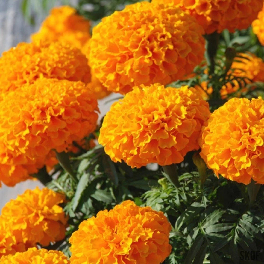 Orange Marigold (Tagetes erecta) All Time Flowering Live Plant – Seed2Plant