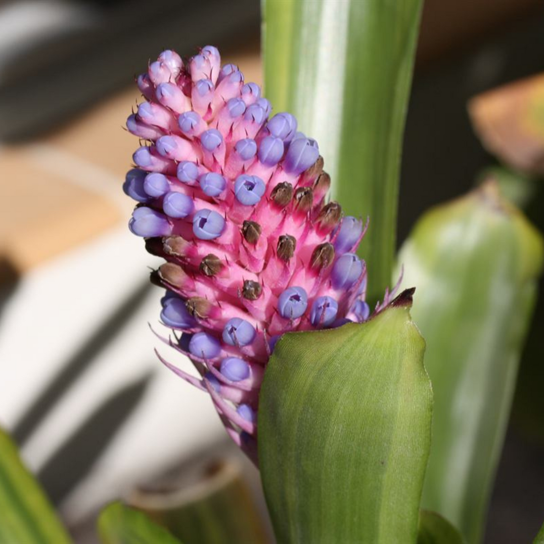 Matchstick Airplant / Bromeliad (Aechmea cylindrata) Rare All Time Flowering Live Plant