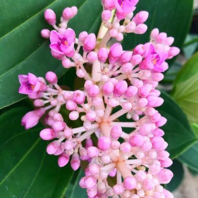 Medinilla Speciosa Pink Flowering Live Plant