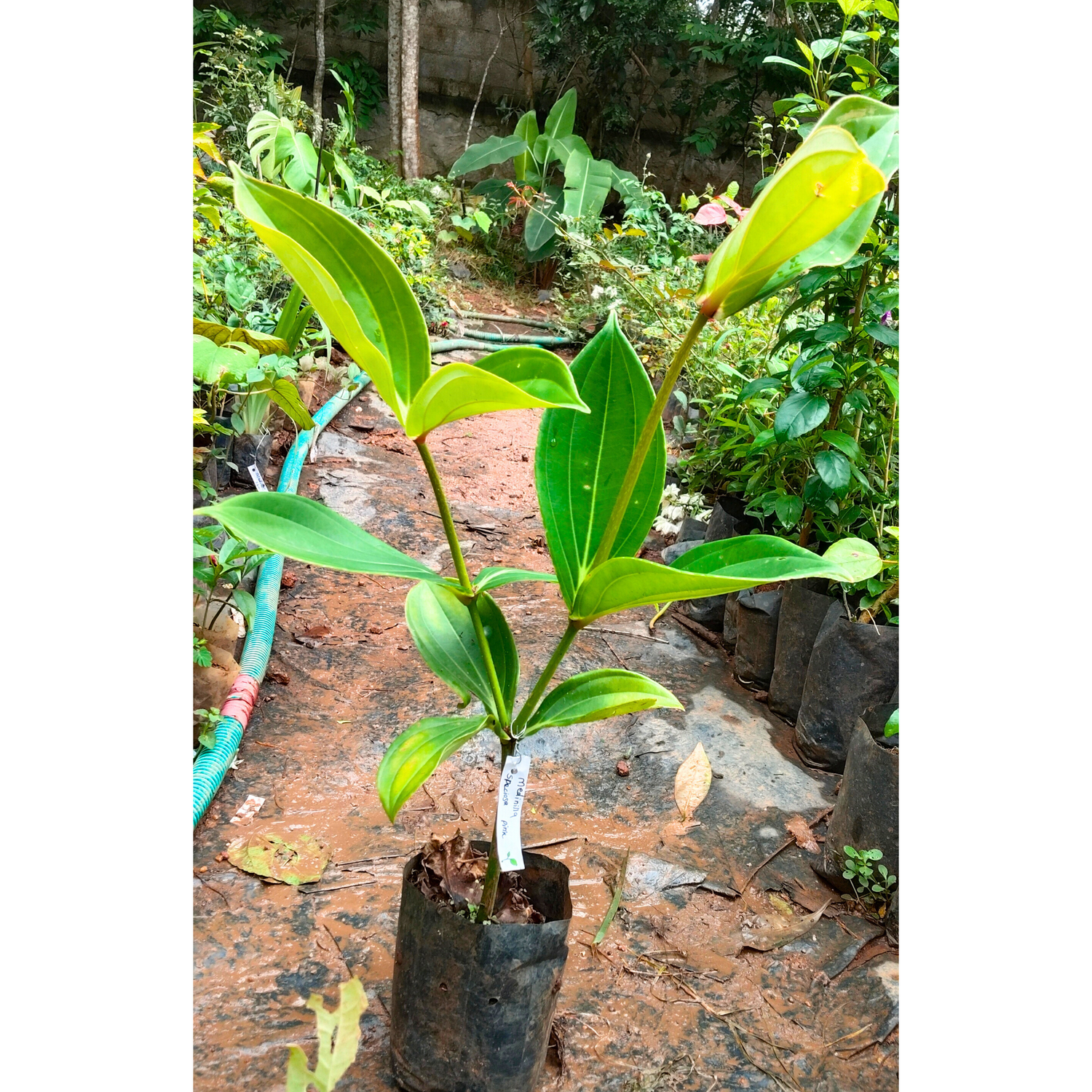 Medinilla Speciosa Pink Flowering Live Plant