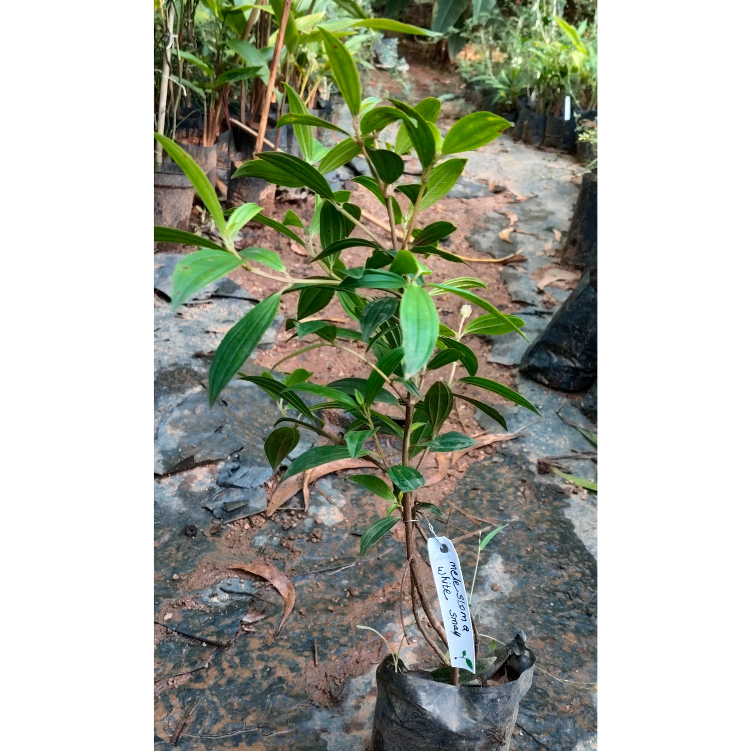 Melestoma White Flowering Live Plant