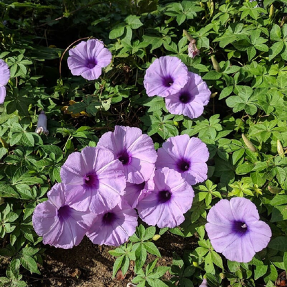 Messina Creeper (Ipomoea cairica) Flowering Live Plant