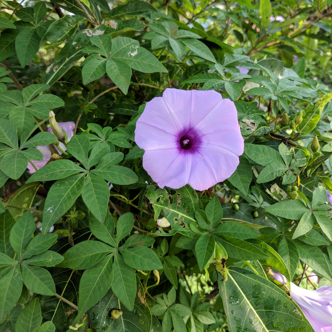 Messina Creeper (Ipomoea cairica) Flowering Live Plant