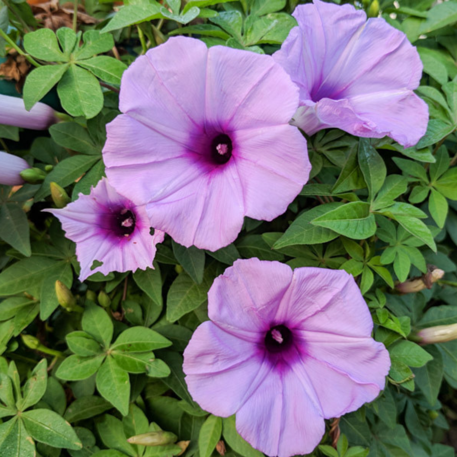 Messina Creeper (Ipomoea cairica) Flowering Live Plant