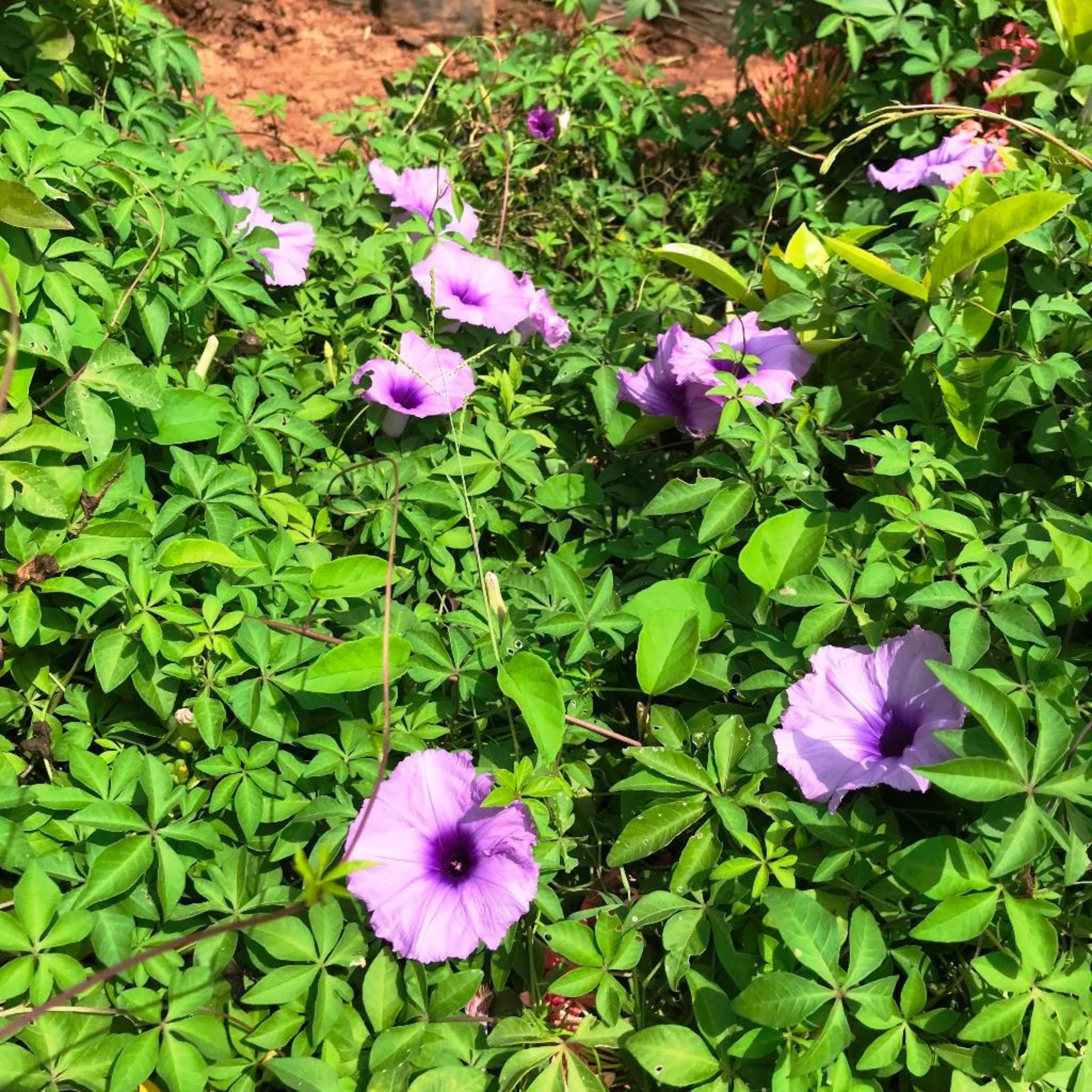 Messina Creeper (Ipomoea cairica) Flowering Live Plant