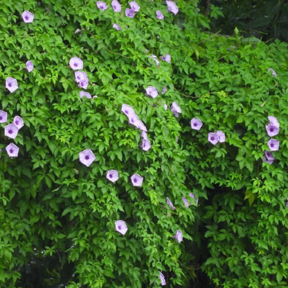 Messina Creeper (Ipomoea cairica) Flowering Live Plant