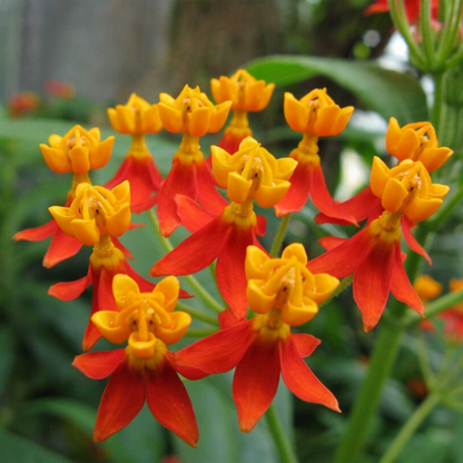 Mexican Butterfly Weed (Asclepias curassavica) Rare Flowering Live Plant