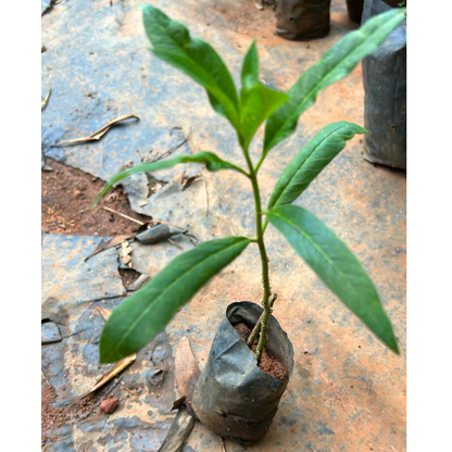 Mexican Butterfly Weed (Asclepias curassavica) Rare Flowering Live Plant