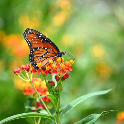 Mexican Butterfly Weed (Asclepias curassavica) Rare Flowering Live Plant