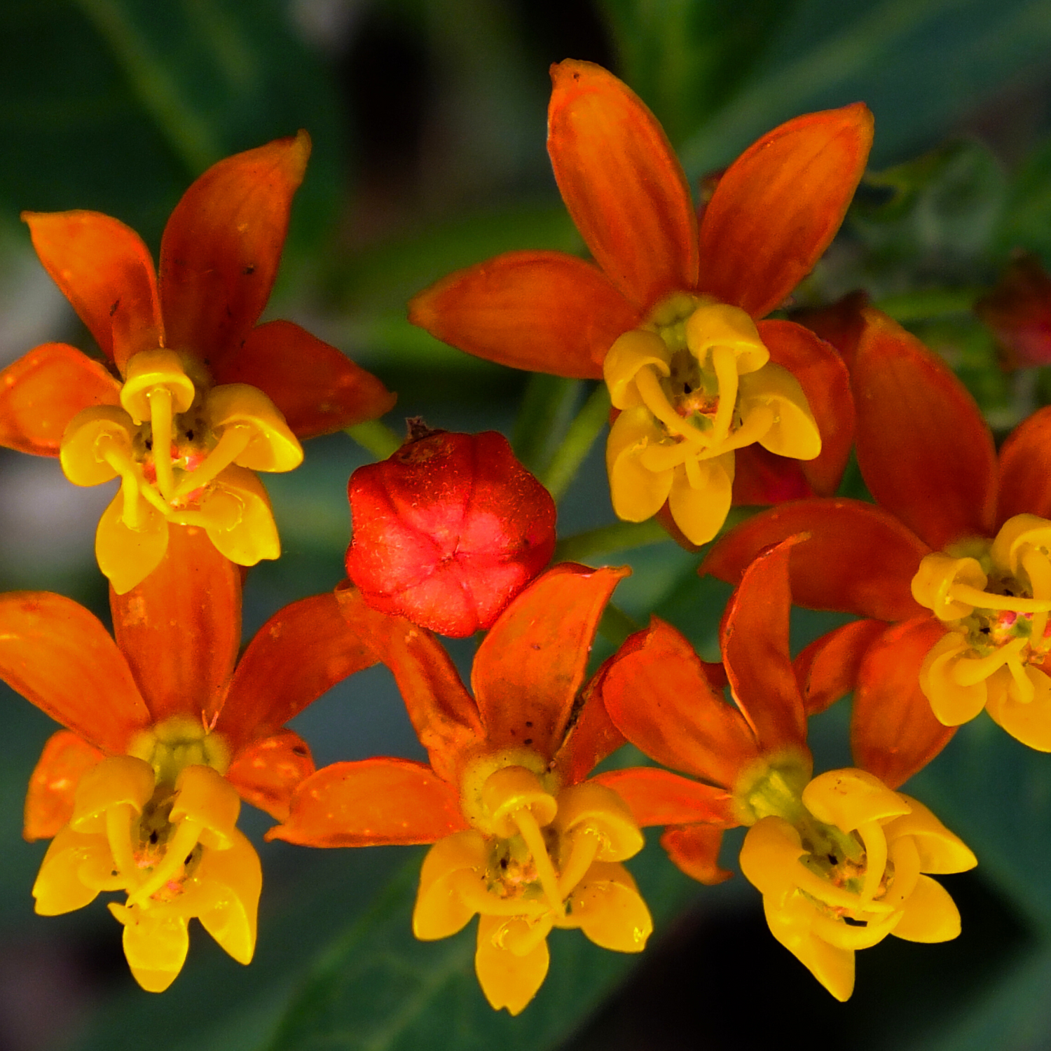 Mexican Butterfly Weed (Asclepias curassavica) Rare Flowering Live Plant