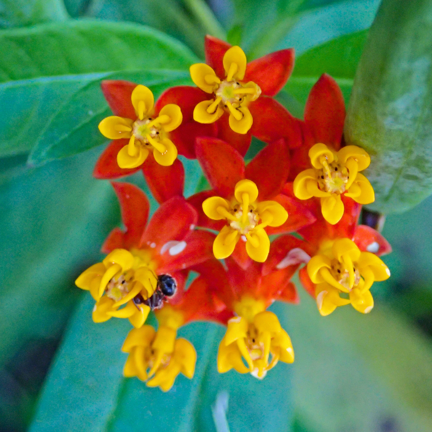 Mexican Butterfly Weed (Asclepias curassavica) Rare Flowering Live Plant