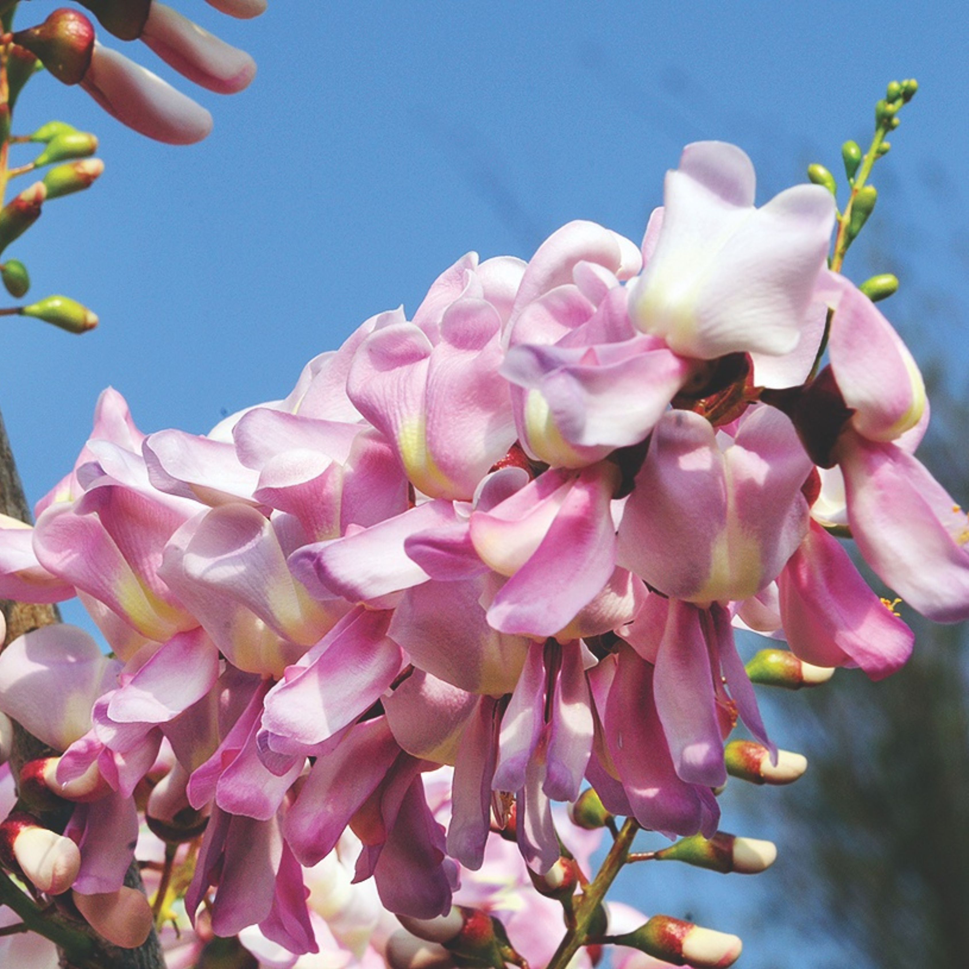 Mexican Lilac (Gliricidia sepium) Rare All Time Flowering Live Plant