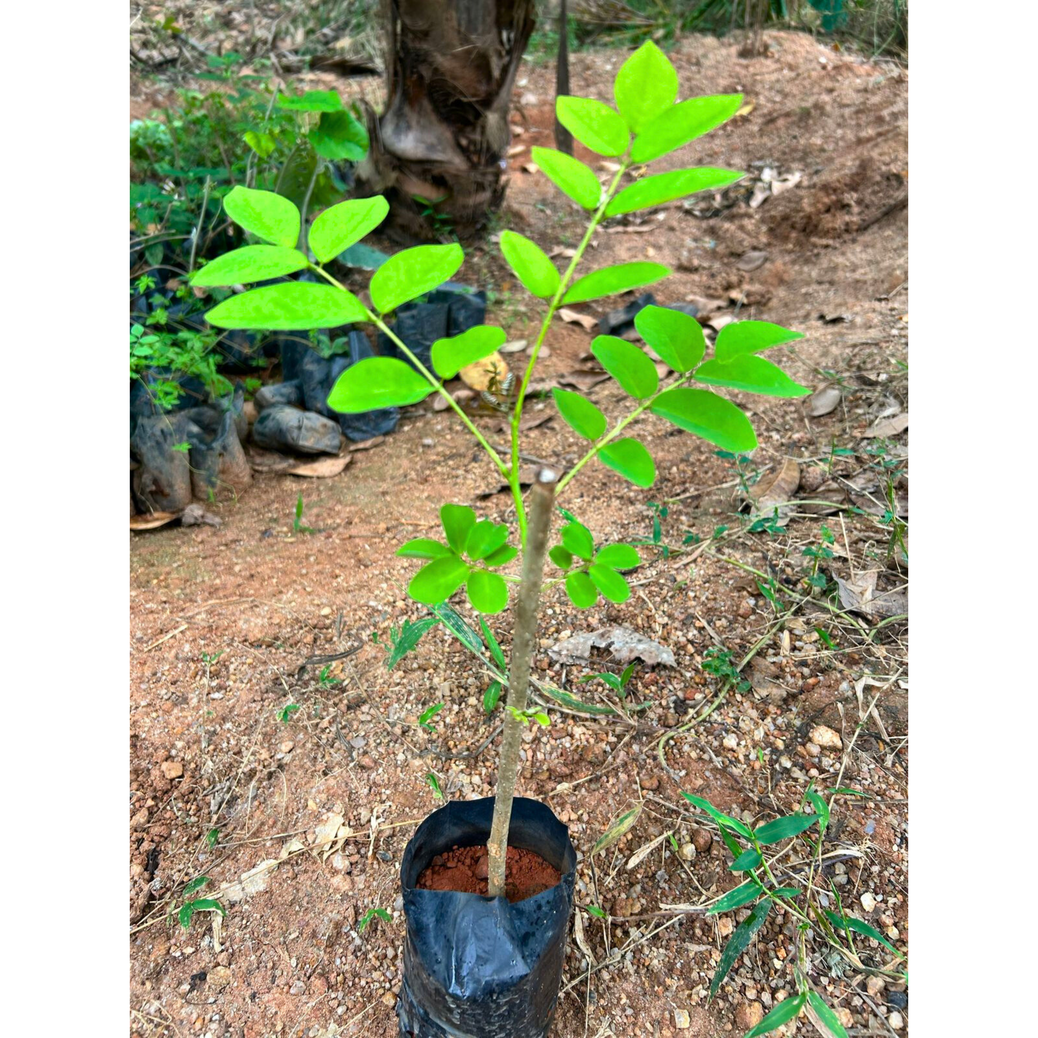 Mexican Lilac (Gliricidia sepium) Rare All Time Flowering Live Plant