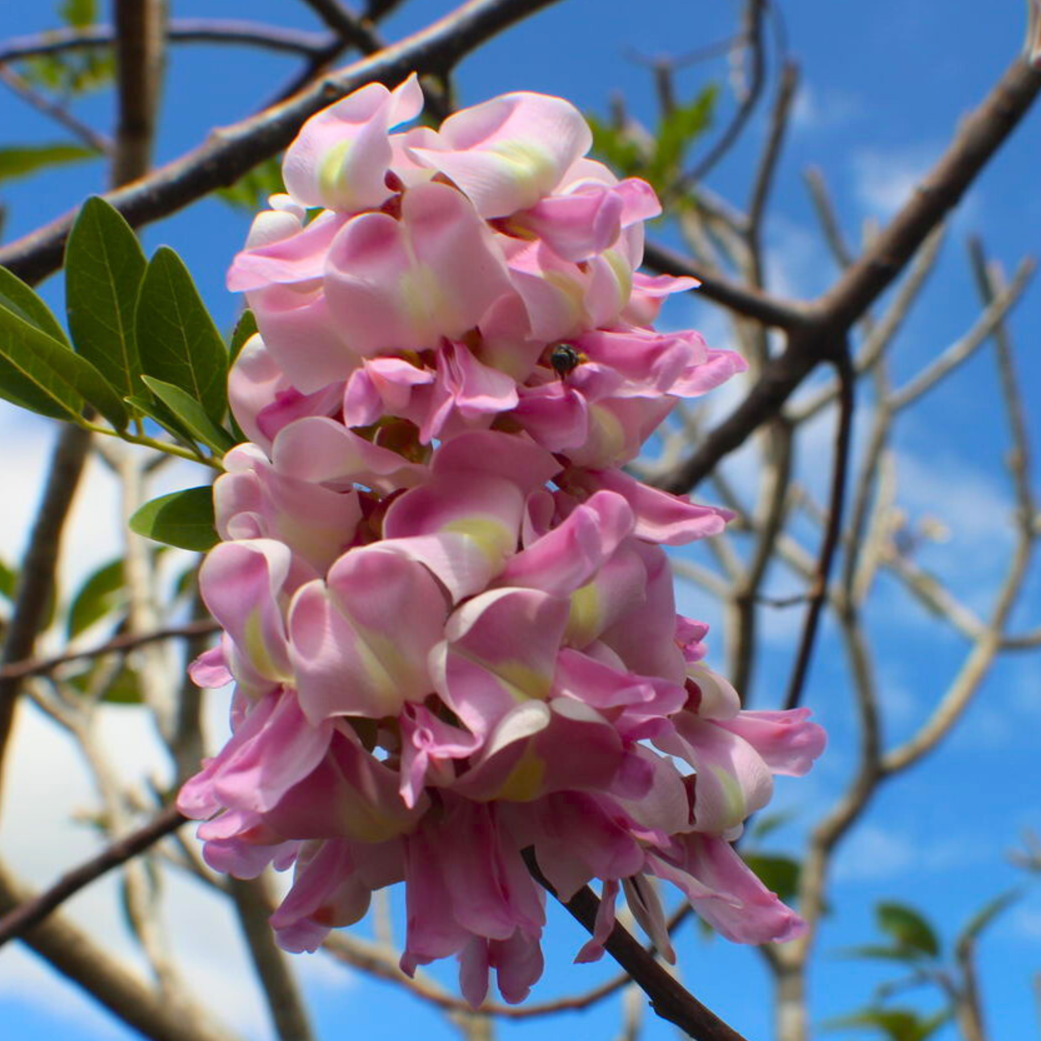 Mexican Lilac (Gliricidia sepium) Rare All Time Flowering Live Plant