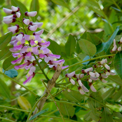 Mexican Lilac (Gliricidia sepium) Rare All Time Flowering Live Plant