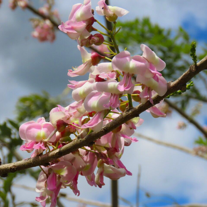 Mexican Lilac (Gliricidia sepium) Rare All Time Flowering Live Plant