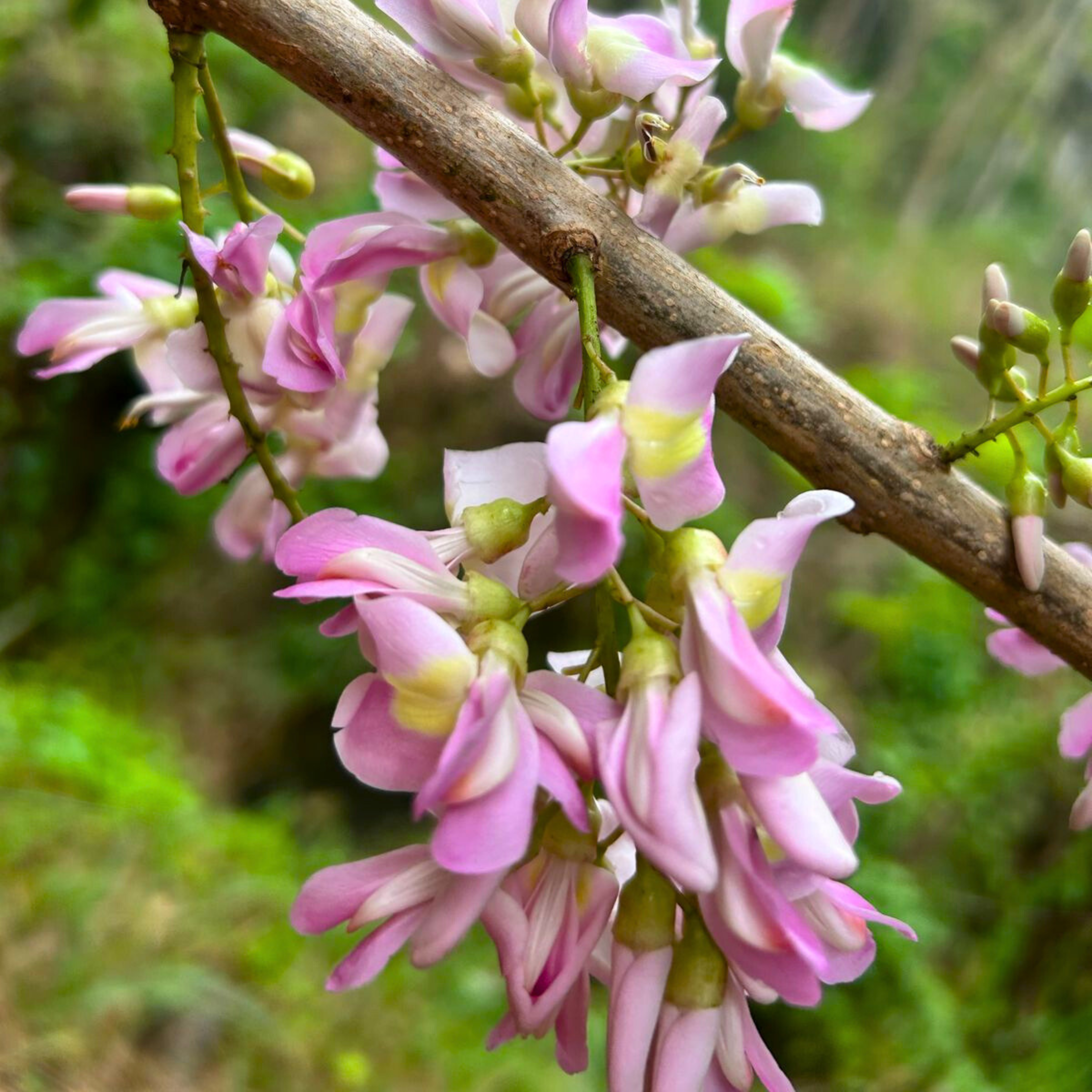 Mexican Lilac (Gliricidia sepium) Rare All Time Flowering Live Plant