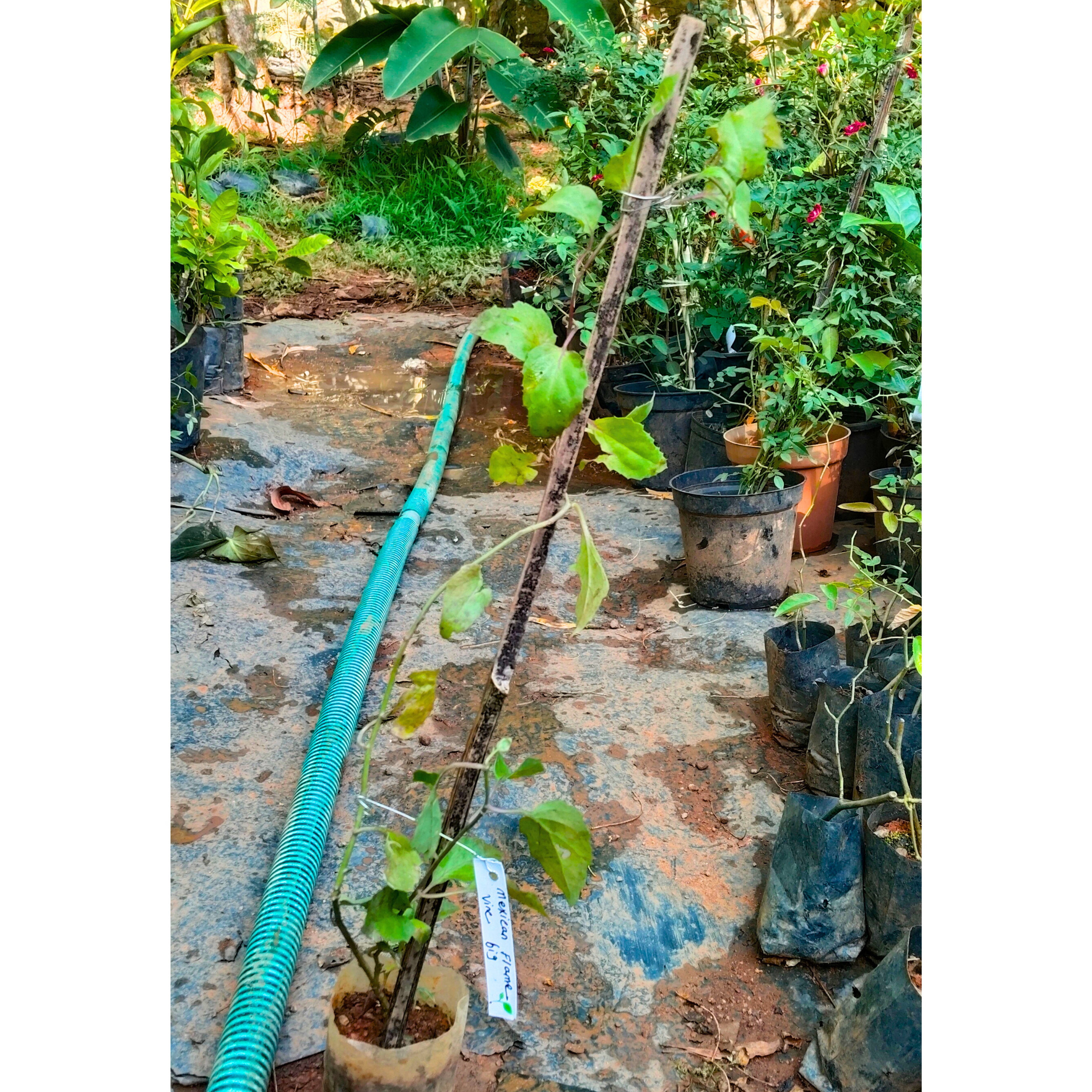 Mexican Flame Vine Flowering Plant