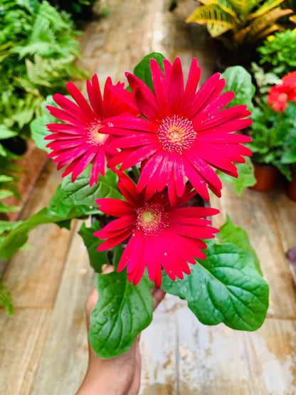 Gerbera Red Flowering Live Plant - Pot with Flowers