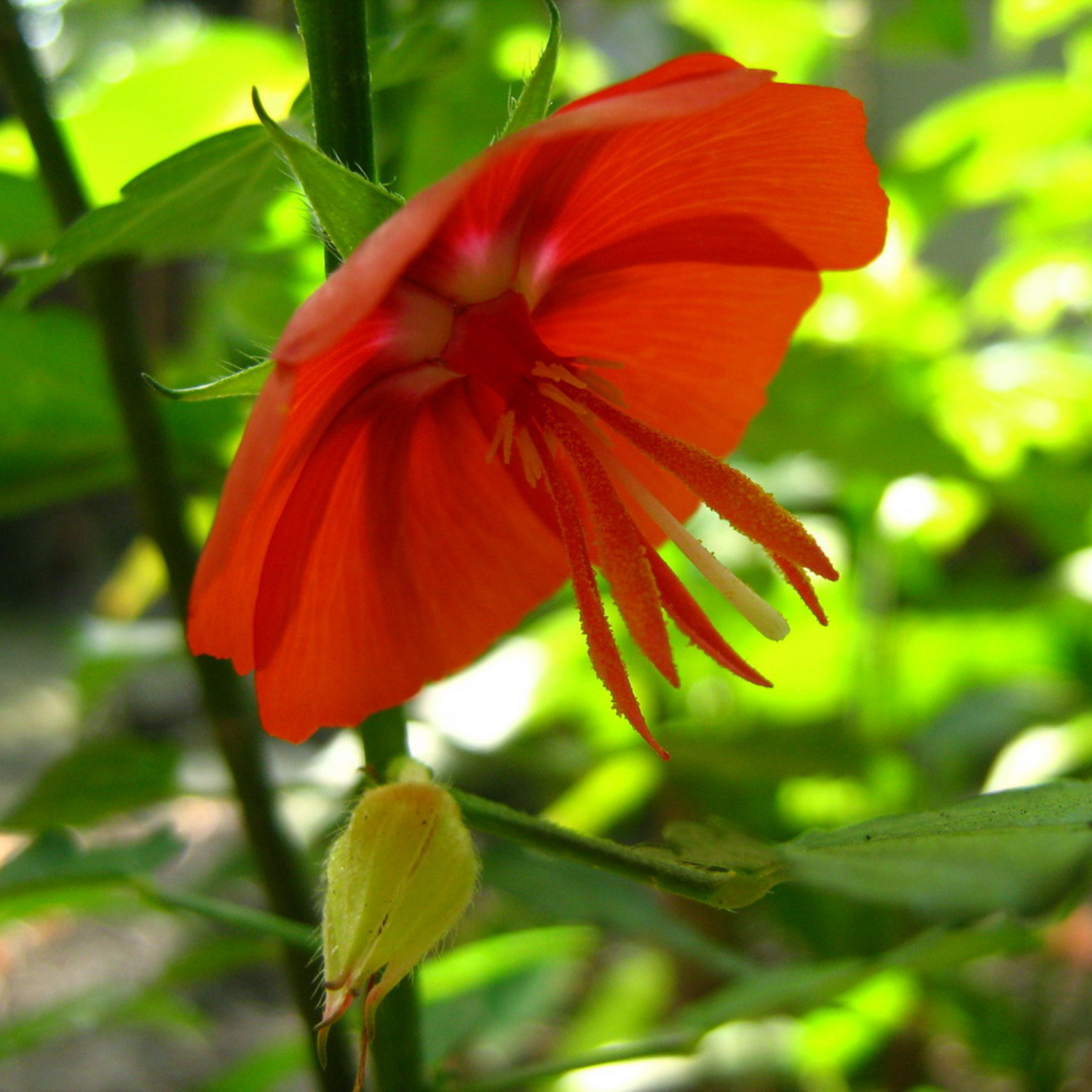 Midday / Scarlet Mallow Red (Pentapetes phoenicea) Rare Flowering Live Plant