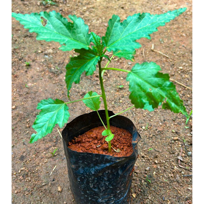 Midday / Scarlet Mallow Red (Pentapetes phoenicea) Rare Flowering Live Plant