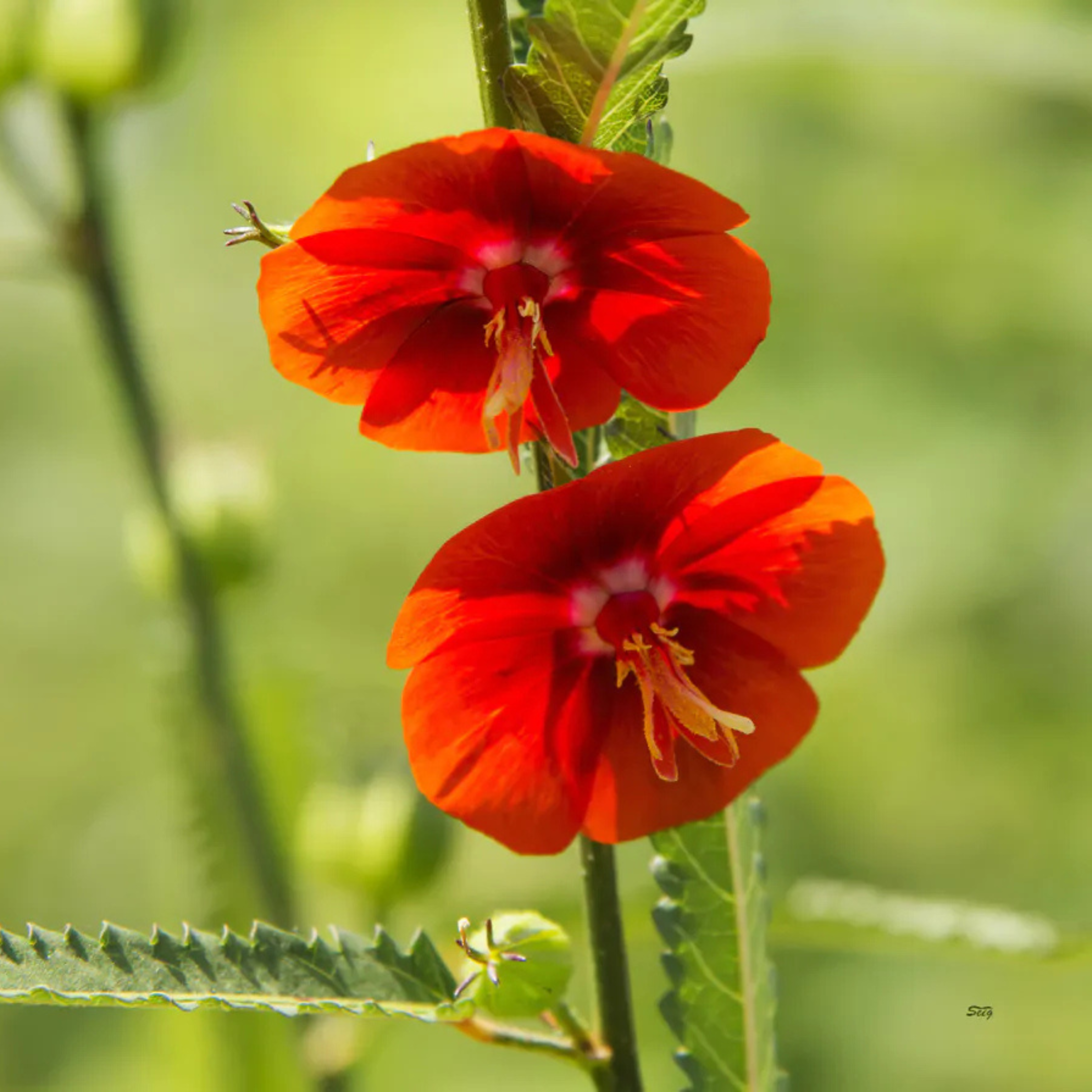 Midday / Scarlet Mallow Red (Pentapetes phoenicea) Rare Flowering Live Plant