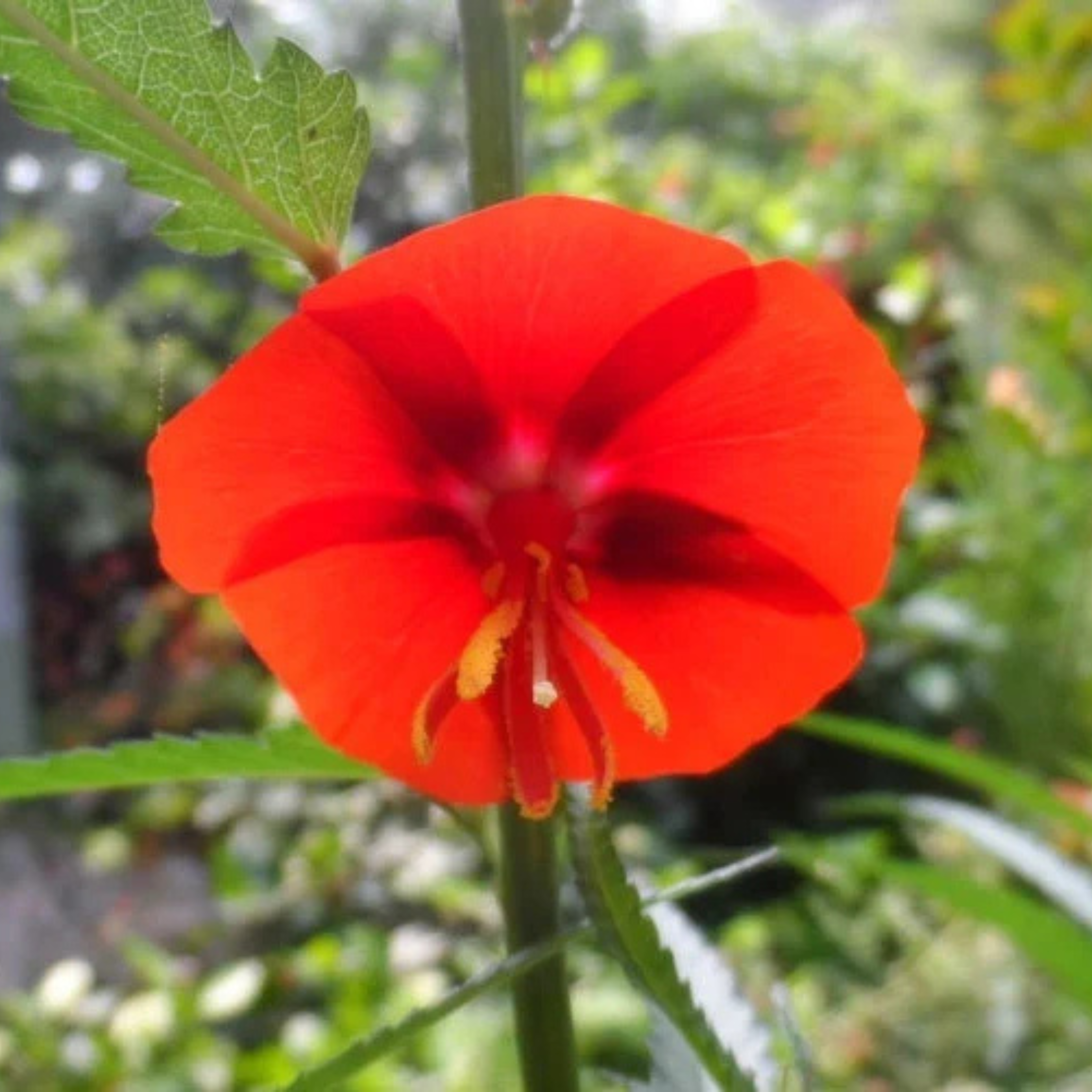 Midday / Scarlet Mallow Red (Pentapetes phoenicea) Rare Flowering Live Plant