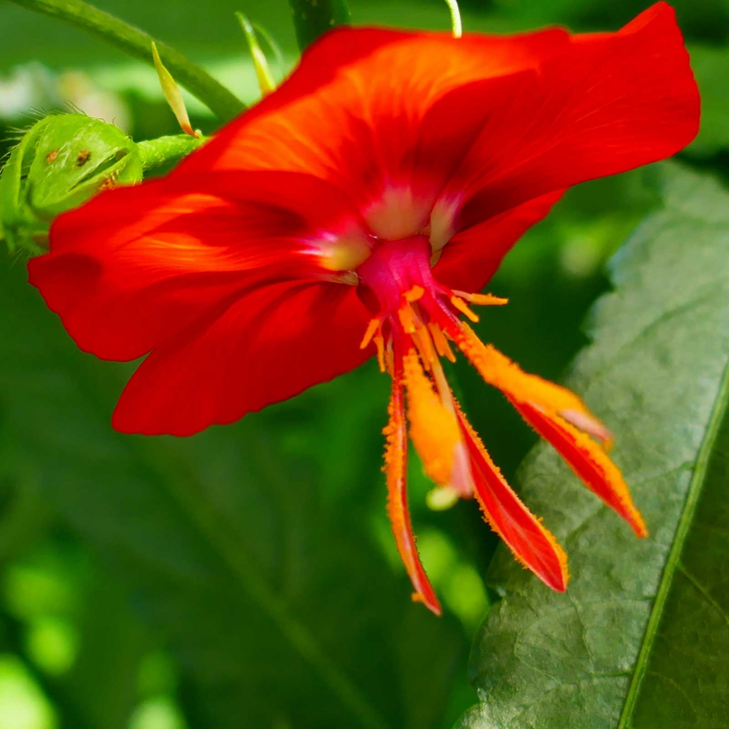 Midday / Scarlet Mallow Red (Pentapetes phoenicea) Rare Flowering Live Plant