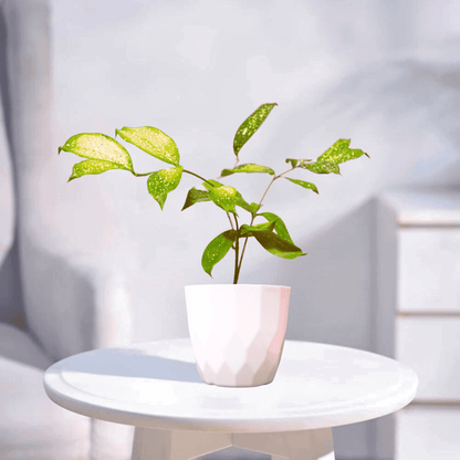 Milky Way Green | Indoor Plant