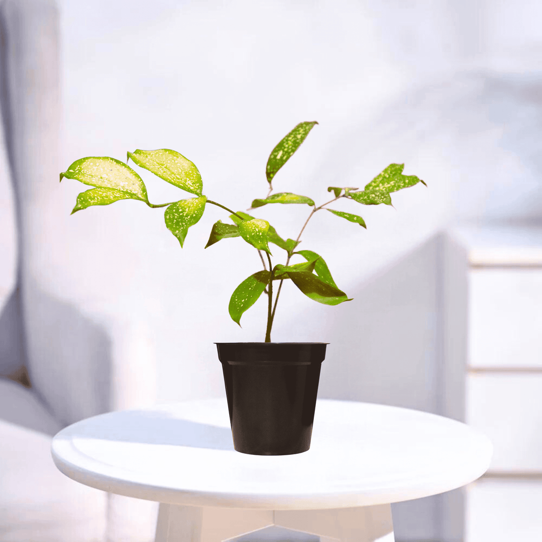 Milky Way Green | Indoor Plant