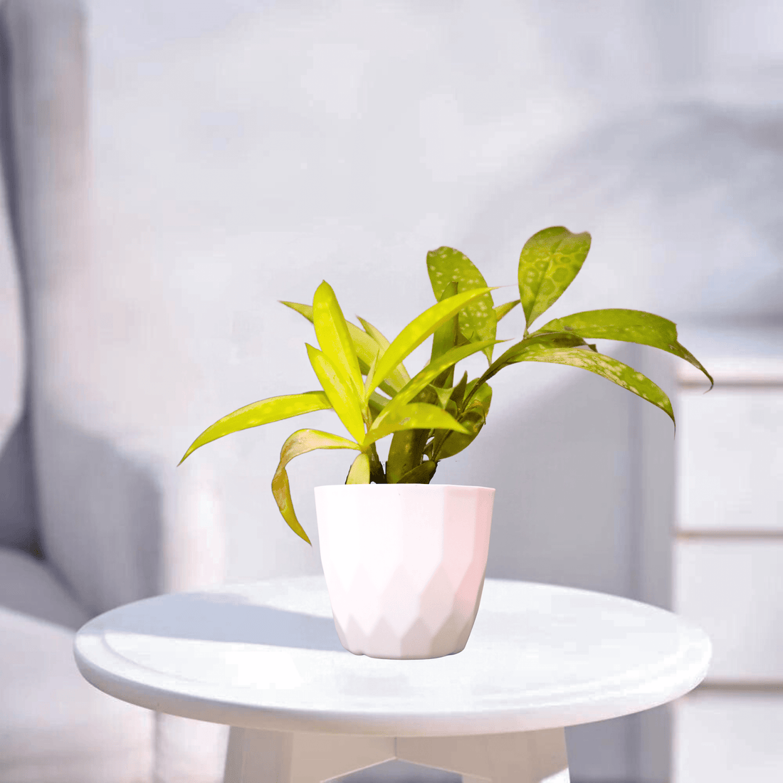 Milky Way Yellow | Indoor Plant