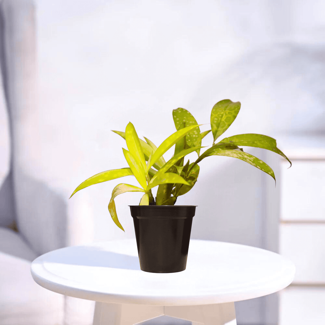 Milky Way Yellow | Indoor Plant