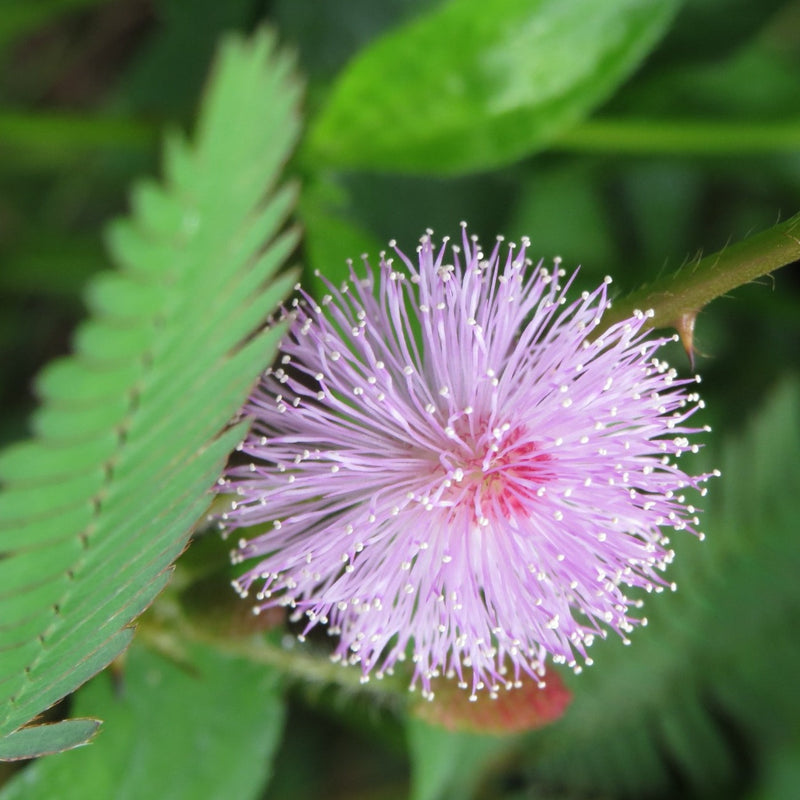 Touch Me Not (Mimosa Pudica) Creeper Medicinal Live Plant