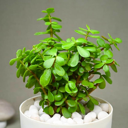 Mini Jade | Indoor Plant