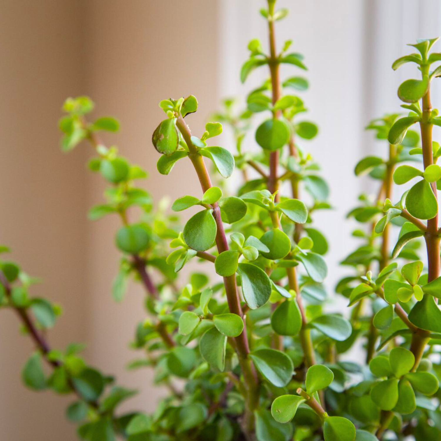 Mini Jade | Indoor Plant