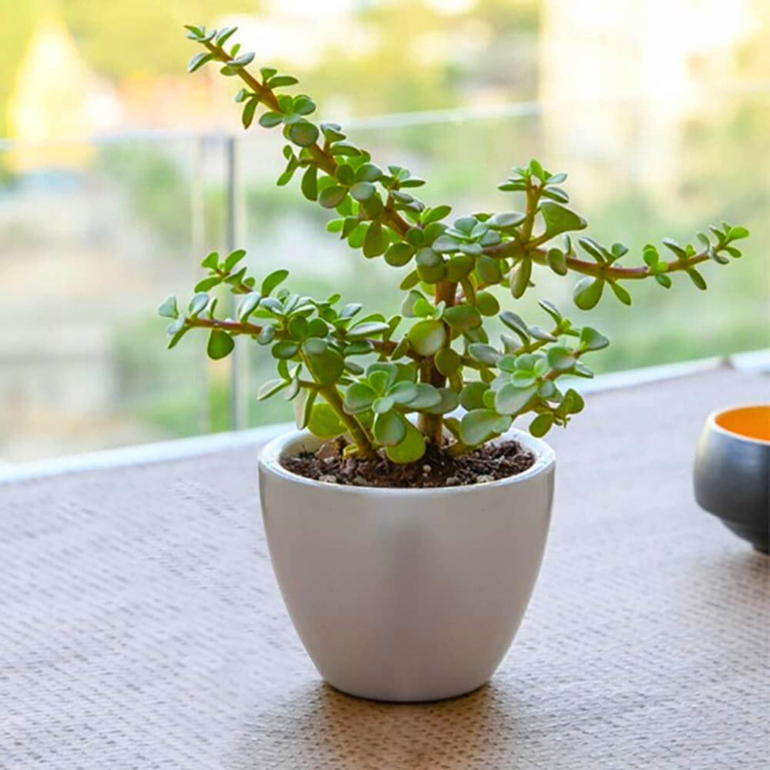 Mini Jade | Indoor Plant