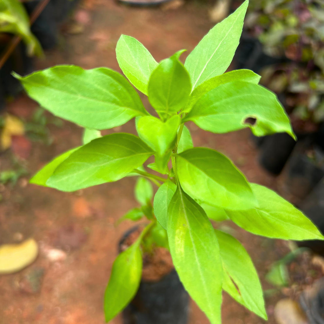 Mini Rama Tulsi (African Basil) Medicinal Live Plant