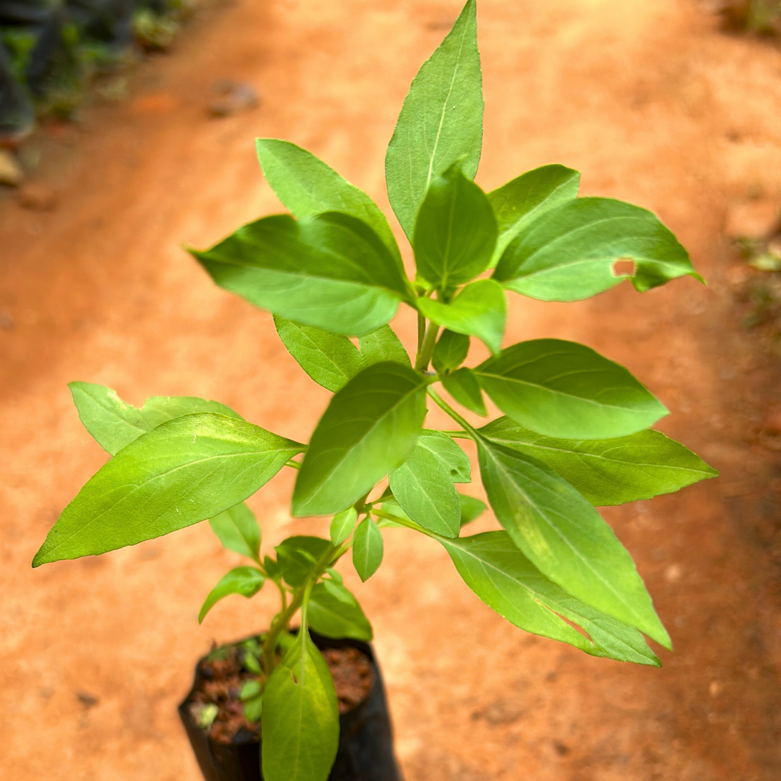 Mini Rama Tulsi (African Basil) Medicinal Live Plant