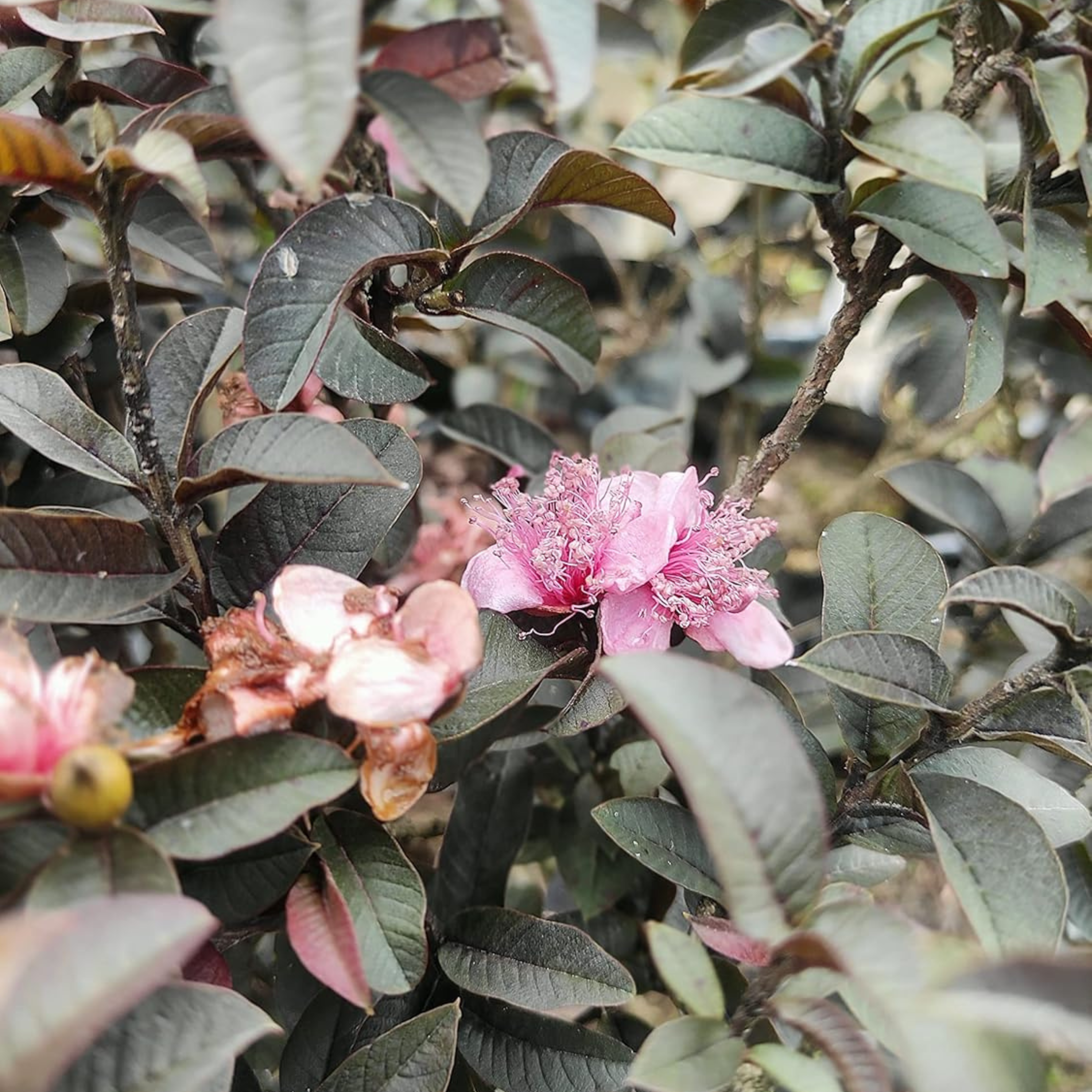 Miniature Black Guava Live Plant (Psidium Guajava)