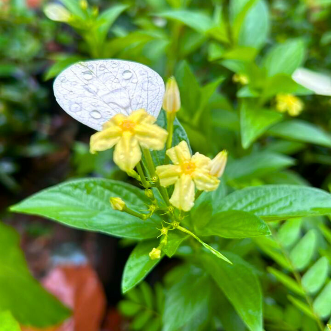 Miniature Mussaenda All Time Flowering Live Plant