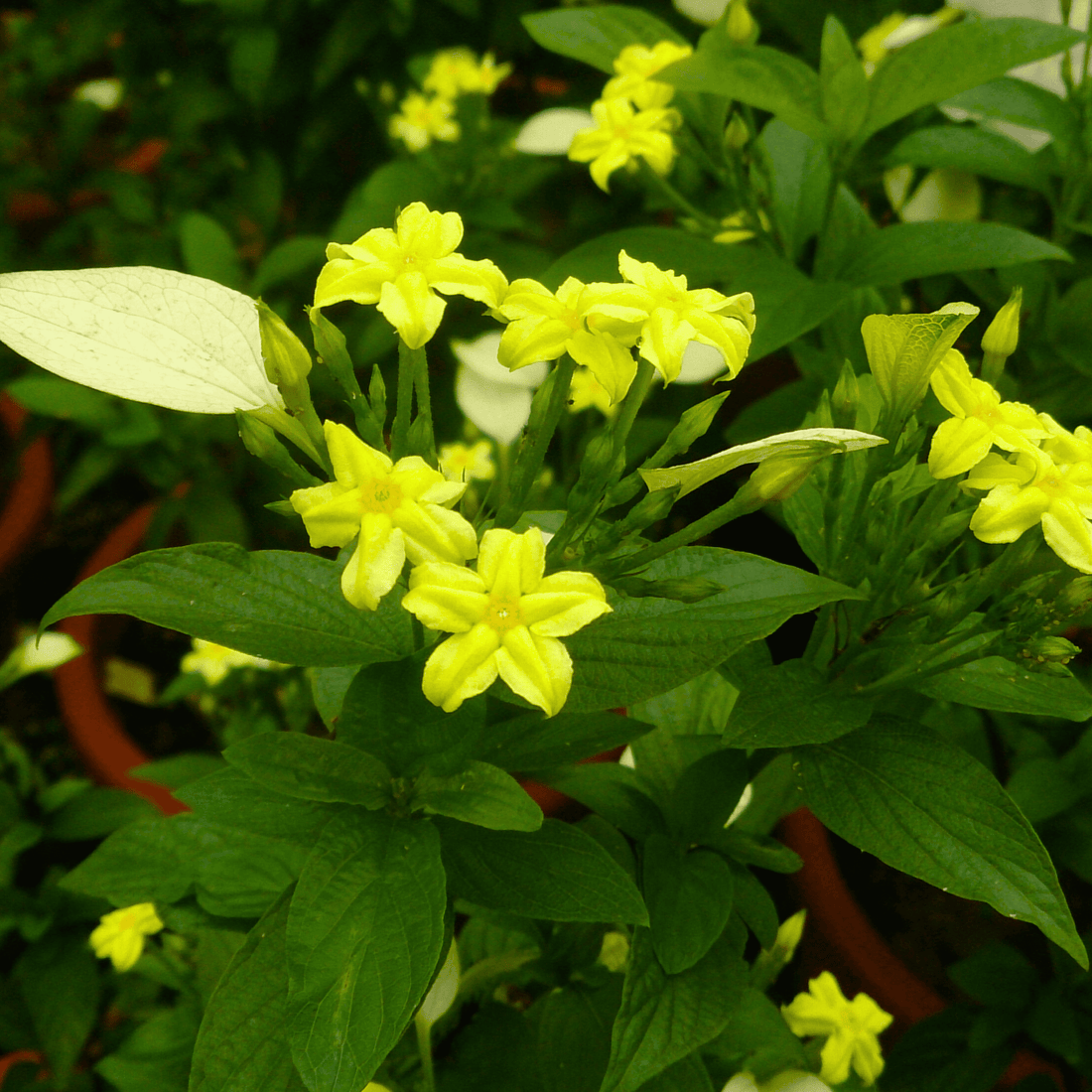 Miniature Mussaenda All Time Flowering Live Plant