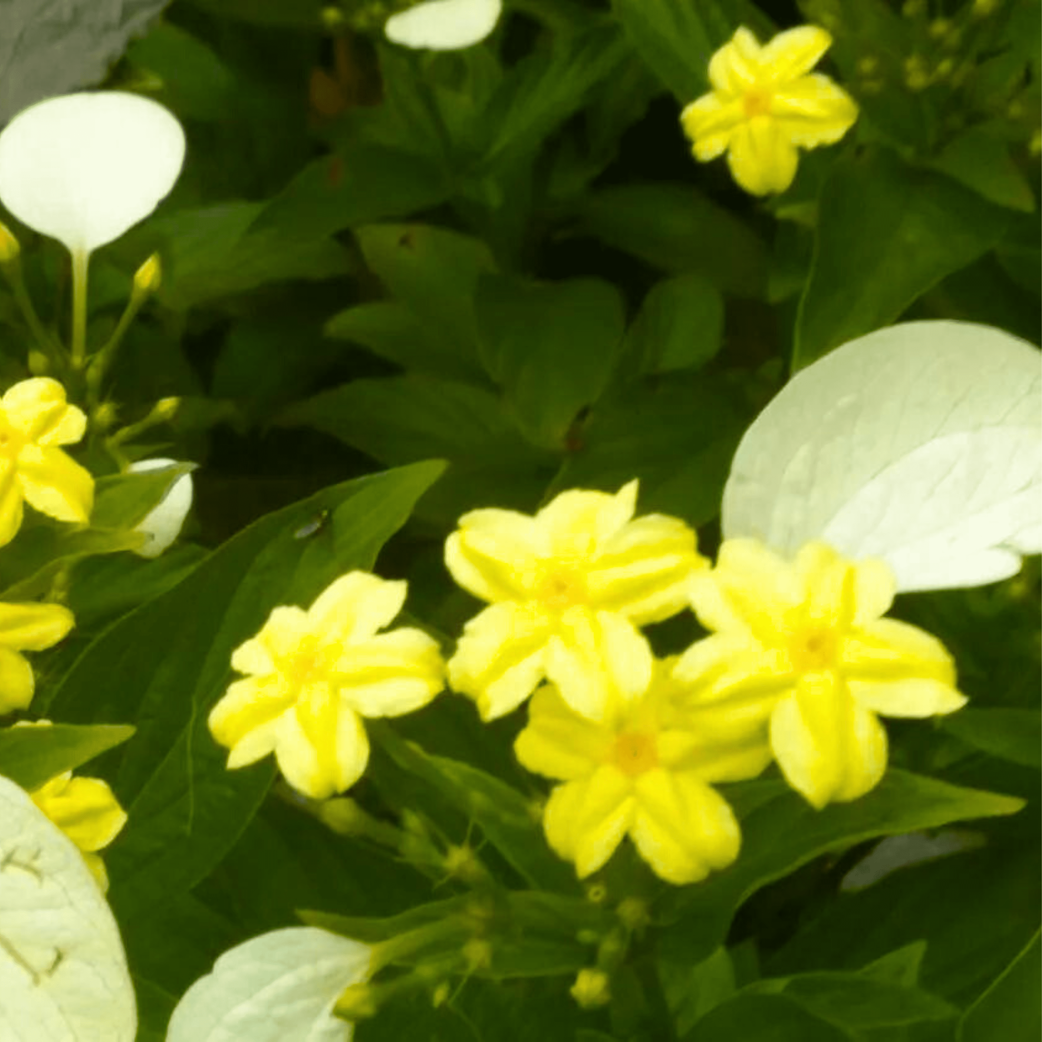 Miniature Mussaenda All Time Flowering Live Plant