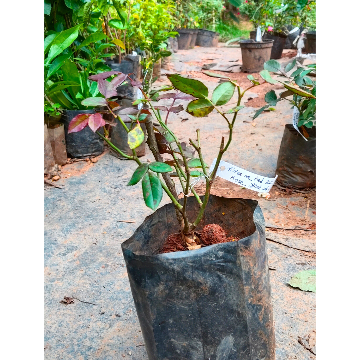 Miniature Red Button Rose Live Plant